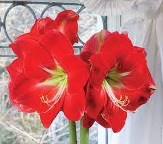 Amaryllis Monaco One Bulb In A Nursery Pot Amaryllis Amaryllis Bulbs Bloom