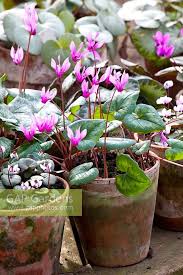 Image result for Cyclamen parviflorum