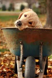 Vahide Mete Halulu Adli Kullanicinin Kopekler Panosundaki Pin Golden Retriever Kopek Turleri Kopek