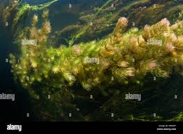 Image result for Ceratophyllum submersum