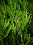 Image result for Urochloa oligobrachiata
