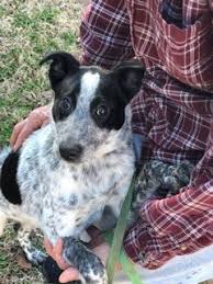 Australian cattle dogs are just so much fun to play with, training and to do tricks! Calypso Wags To Riches Rescue Rehab