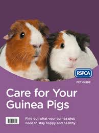 Maybe you would like to learn more about one of these? Care For Your Guinea Pigs Rspca Pet Guide New Edition Whsmith