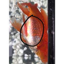 Goldfish Swim Bladder Disease Please Help Pets Stack Exchange