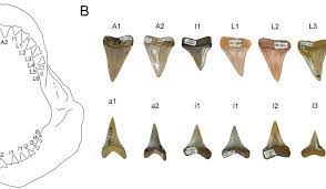 The great white shark (carcharodon carcharias) is the largest predatory shark that swims our oceans today and is ranked number one for the most attacks on humans. Prehistoric Great White Shark Nursery Discovered In Chile Smart News Smithsonian Magazine