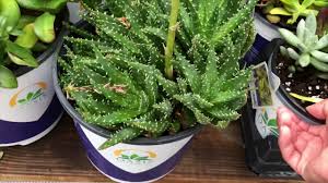 If you want to know which cactus you have caring for your easter cactus. Let S Shop For Succulents At Lowe S 6 23 18 Youtube