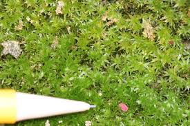 Image result for Mostuea microphylla