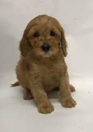 Check spelling or type a new query. Wavy Harmony Original Australian Labradoodle Hundezucht