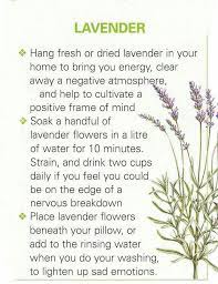 Lavender Uses Lavender Uses Magical Herbs Healing Herbs