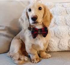 Our journey to finding a puppy came months before we chose crème of the crop dachshunds. English Cream Dachshund Dog Everything You Need To Know Siri Pet
