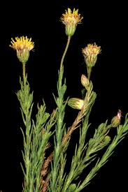 Image result for Nicolasia costata