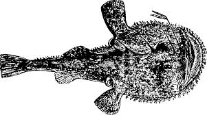 Image result for Pterocarpus tinctorius