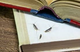 Bunun için binanın yalıtımı sağlanabilir, rutubetin en fazla oluştuğu yerler karanlık ve soğuk odalar olduğu için evdeki ısı dağılımı eşit düzeyde tutulabilir. Nem Bocegi Nasil Yok Edilir Gumus Bocegi Icin Dogal Cozum Evim