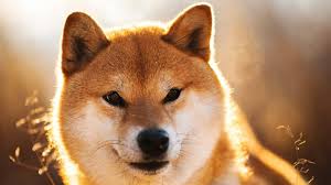 Please leave a comment and subscribe to my channel if you roki is a mixed breed of shibainu and mini husky (alaskan klee kai). Top 120 Shiba Inu Names The Dog People By Rover Com