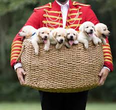 Maybe you would like to learn more about one of these? Searching For A Unique Gift Try This Basket Of English Labrador Puppies