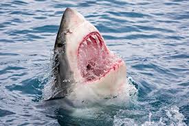 Students working the booths will answer questions about great whites and other. Things You Should Know About Great White Shark Teeth