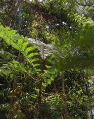 Image result for Cyathea mildbraedii