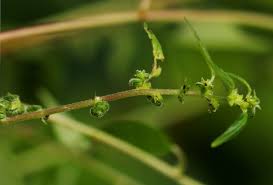 Image result for Pouzolzia guineensis