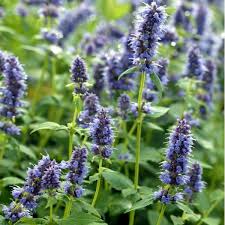 Hysope Anisee Agastache Blue Fortune Plante Aromatique Bleue