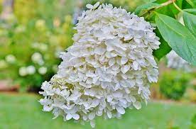 Hydrangeas' big flower heads effortlessly attract attention wherever they are planted or used. 5 Must Have Shrubs With White Flowers To Extend The Life Of Your Garden