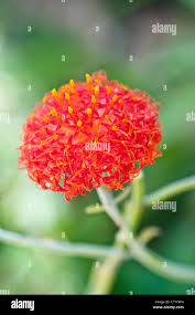 Image result for Kleinia abyssinica