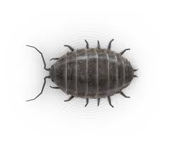 Sowbug synonyms, sowbug pronunciation, sowbug translation, english dictionary definition of sowbug. Sowbugs Pillbugs How To Get Rid Of Sowbugs Pillbugs Raid Bug Basics