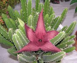 Image result for Ceropegia gracilior