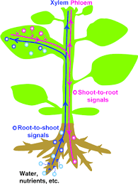 The Plant Vascular System Evolution Development And Functionsf Lucas 2013 Journal Of Integrative Plant Biology Wiley Online Library
