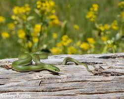 Most spider food is made up of insects, but there are some larger exotic types spiders don't need to eat often and can survive weeks without food. Smooth Green Snake Facts Diet Habitat Pictures On Animalia Bio