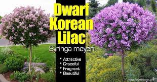 Fragrant, colorful lilacs are easy to grow in most regions. Dwarf Korean Lilac Attractive Easy Care Fragrant Shrub