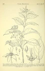 Image result for Sphedamnocarpus pruriens
