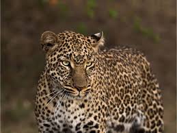 Difference between cheetah and leopard print. Leopard Vs Cheetah Tell The Difference Pics And Video Asilia Africa