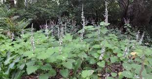 Image result for Coleus psammophilus