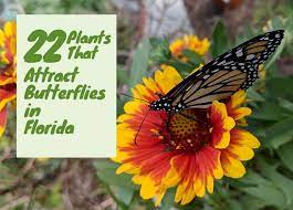 Check specific varieties for hardiness zone recommendations: 22 Plants That Attract Butterflies In Florida Florida Butterfly Gardening 101