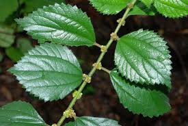 Image result for Pouzolzia parasitica