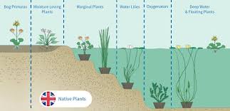 These realistic pond plants can be customized as gifts. Pond Plants Uk Supplier Based In Devon Fast Delivery Water Lilies