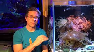 I have had him for over a year and. Bubble Tip Anemones What You Need To Know Youtube
