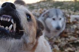 Aggressive behavior in dogs should always be taken seriously. Dog Aggression Tips Best Friends Animal Society