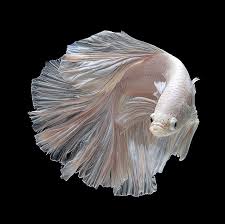 Siamese Fighting Fish In Suspended Form Lost In Internet Siamese Fighting Fish Betta Fish Beautiful Fish