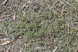 Image result for Lintonia nutans