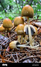 Image result for Coprinus micaceus