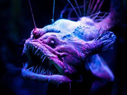 If you believe in ghosts and paranormal activities. In Photos Spooky Deep Sea Creatures Live Science