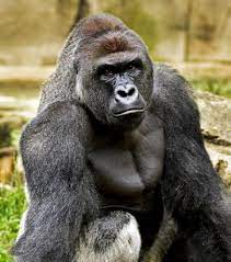 Do Gorillas Even Belong In Zoos Harambe S Death Spurs Debate The New York Times