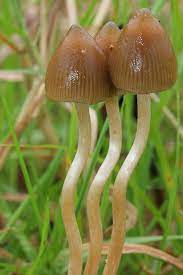 Le champs doit être un minimum. Comment Reconnaitre Le Psilocybe Semilanceata Psychowiki Le Wiki De Psychoactif