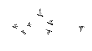 Pin By Lina Prasini On Romanov Birds Flying Flying Bird Tattoo Birds Tattoo