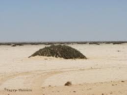 Image result for Arthraerua