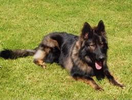 Red sable black sable german shepherd puppies. German Shepherds Coats And Colors Nh Ma Von Hena C Kennels Sable German Shepherd Black Sable German Shepherd German Sheperd Dogs