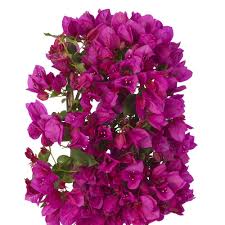 We offer more than 90 different colors or varieties. Buy Bougainvillea Bougainvillea Delivery By Waitrose Garden