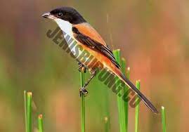 Dihalaman ini anda akan melihat gambar bentuk pisau yang apik! Download 94 Gambar Burung Cendet Keren Gratis