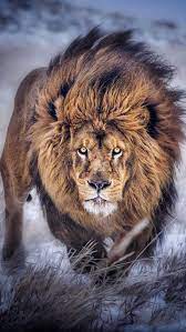 Here are only the best lion pictures wallpapers. Lion Wallpaper 33 1080 1920 768 1365 Wallpaper Enjpg